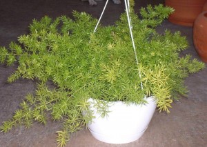 Asparagus_Fern