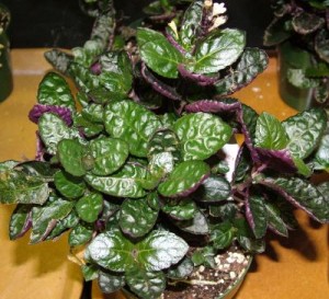 purple-waffle-plant